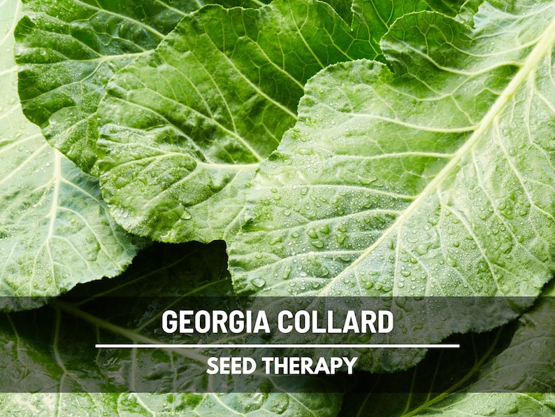 Semillas de berza de Georgia: reliquia, polinización abierta, sin OMG, nutritiva verdura sureña, favorita del jardín / 100 semillas imagen 1