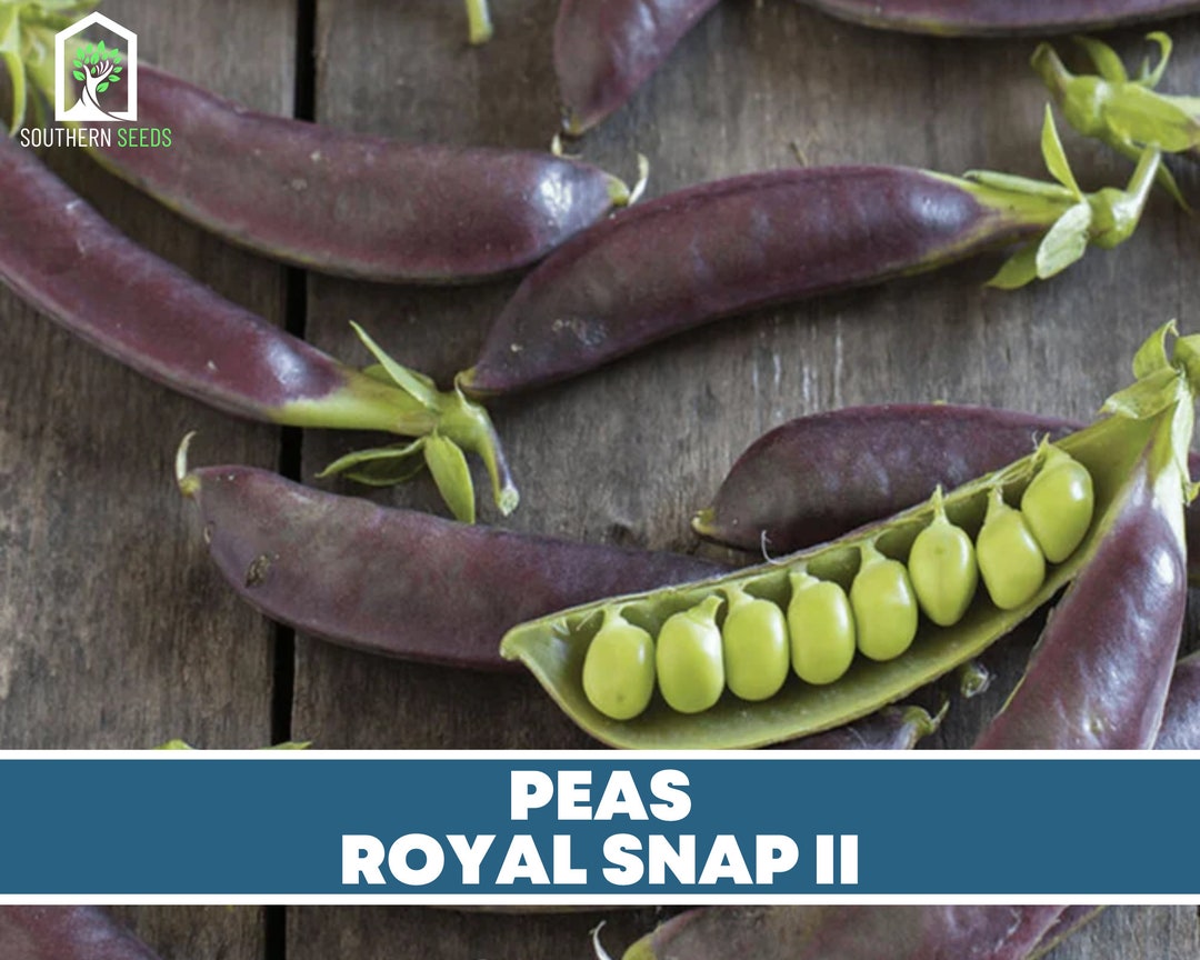 Guisantes Royal Snap 20 Siembre primavera - Etsy España