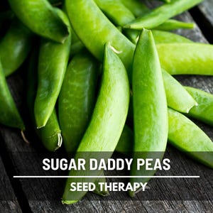 Sugar Daddy Pea Seeds – Heirloom, Stringless Snap Pea, Sweet Edible Pod, Bush Variety, Non-GMO | 20 Seeds