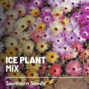 Ice Plant, Mix - 200 Seeds - Heirloom Ground Cover - Colorful and Drought-Tolerant (Mesembryanthemem criniflorum)