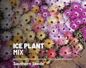 Ice Plant, Mix - 200 Seeds - Heirloom Ground Cover - Colorful and Drought-Tolerant (Mesembryanthemem criniflorum)