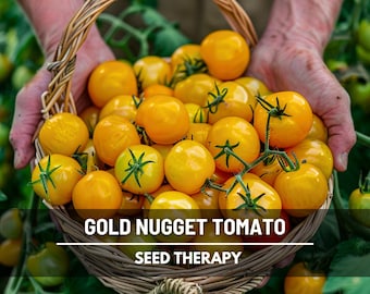 Gold Nugget Tomato Seeds – Heirloom Vegetable, Determinate Plant, Cherry Tomato, Non-GMO, Easy to Grow | 50 Seeds