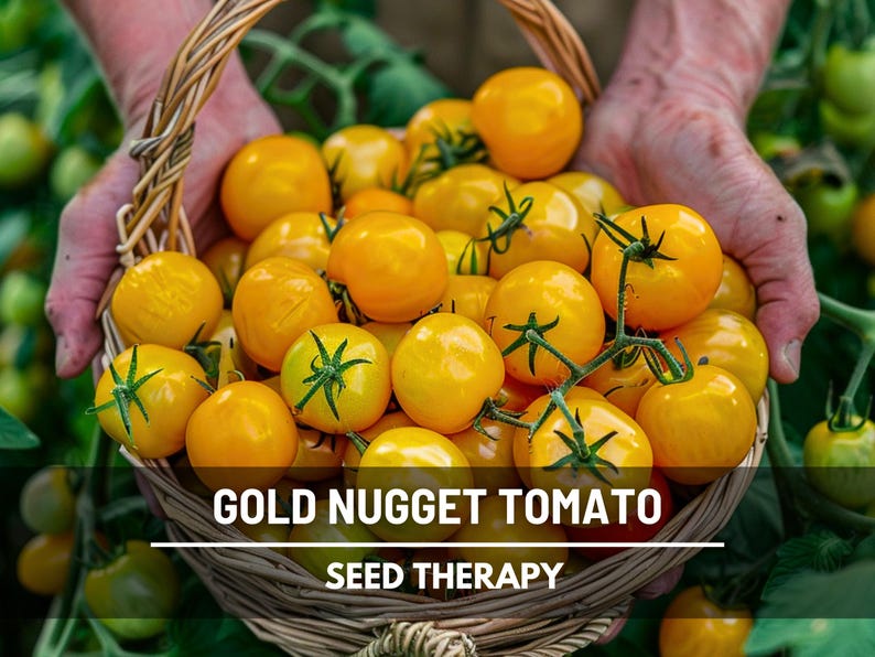 Gold Nugget Tomato Seeds – Heirloom Vegetable, Determinate Plant, Cherry Tomato, Non-GMO, Easy to Grow | 50 Seeds image 1