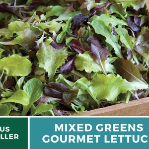 May include: A wooden crate filled with a vibrant mix of gourmet lettuce. The greens display a variety of colors, including shades of green and deep red. The text "MIXED GREENS GOURMET LETTUCE" is displayed on a teal background.