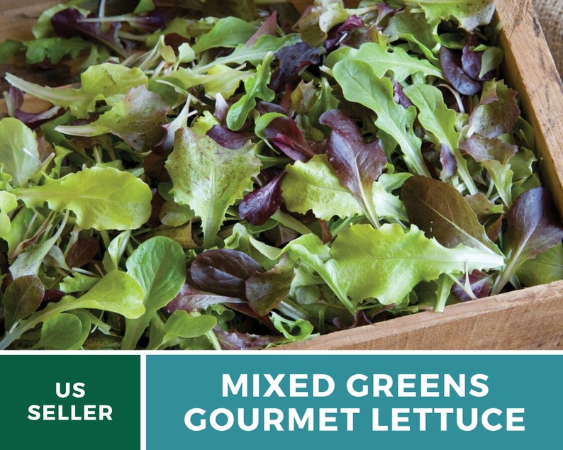 May include: A wooden crate filled with a vibrant mix of gourmet lettuce. The greens display a variety of colors, including shades of green and deep red. The text "MIXED GREENS GOURMET LETTUCE" is displayed on a teal background.