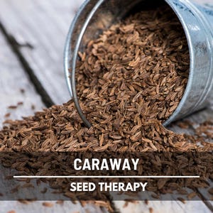 Caraway Seeds – Heirloom Medicinal Herb with Aromatic Seeds, Traditional in Herbal Remedies and Old-World Gardens | 150 Seeds
