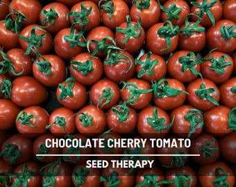 Chocolate Cherry Tomato Seeds – Heirloom Vegetable, Indeterminate Plant, Chocolate-Colored Fruits, Rich Flavor | 25 Seeds