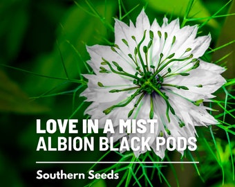 Love in a Mist, Albion Black Pod (Marbles) - 100 Seeds - Heirloom Flower - Culinary & Medicinal Herb (Nigella damascena)