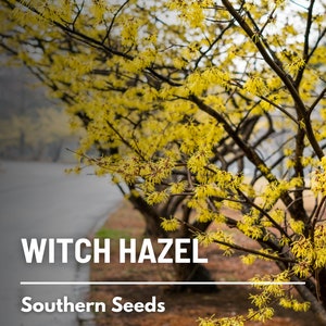 Witch Hazel, American - 5 Seeds - Heirloom Tree/Shrub, Medicinal Plant, Fragrant Flowers (Hamamelis virginiana)