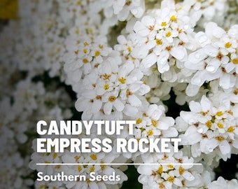 Candytuft, Empress Rocket - 100 Seeds - Heirloom Flower - Pure White Blooms (Iberis amara)