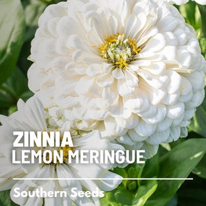 May include: A Zinnia Lemon Meringue flower with layered white petals and a yellow center. The text ZINNIA LEMON MERINGUE and Southern Seeds is overlaid on the image. The flower is surrounded by green leaves in a natural outdoor garden setting.