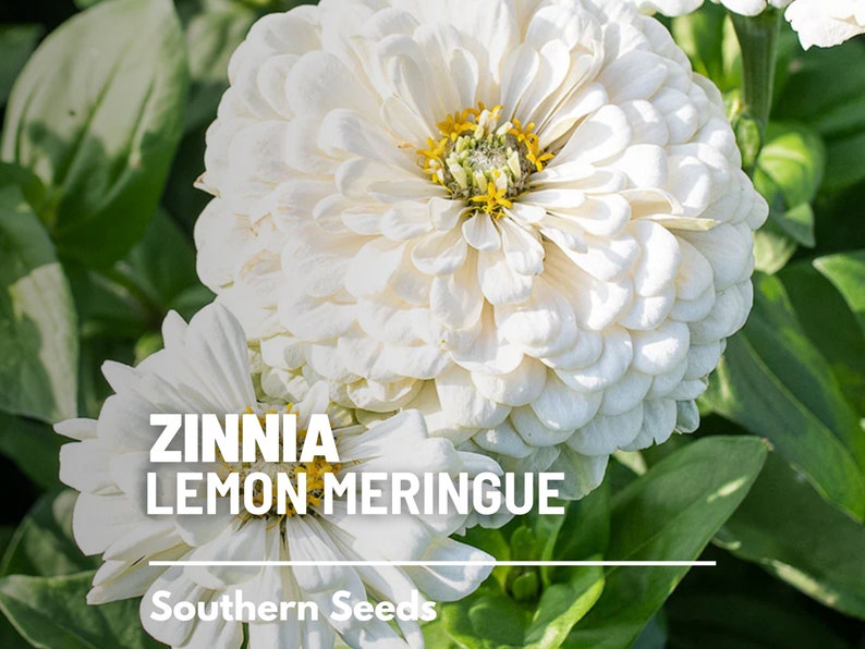 May include: A Zinnia Lemon Meringue flower with layered white petals and a yellow center. The text ZINNIA LEMON MERINGUE and Southern Seeds is overlaid on the image. The flower is surrounded by green leaves in a natural outdoor garden setting.
