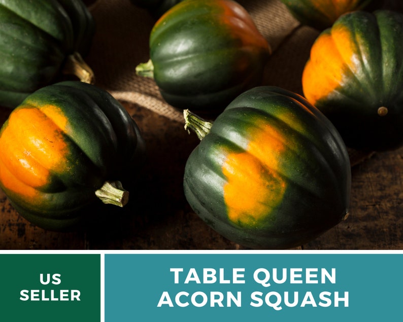 Seed Therapy Table Queen Acorn Squash Seeds - Thumbnail 3