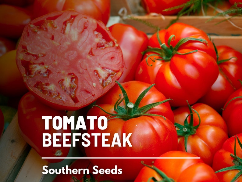 Tomato, Beefsteak 50 Seeds Heirloom Vegetable, Indeterminate, Large, Meaty Tomatoes, Slicing Tomato Lycopersicon esculentum image 1