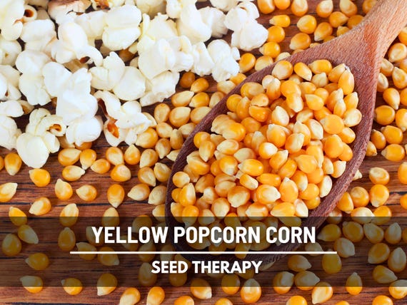 Yellow Popcorn Corn Seeds  Heirloom, Open Pollinated & Non-gmo, Classic  Yellow Popcorn, Easy to Grow, Garden Favorite | 30 Seeds - Etsy