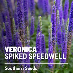 Veronica (Speedwell), Spiked - 50 Seeds - Heirloom Flower, Attracts Pollinators, Cottage Gardens, Garden Gift (Veronica spicata)