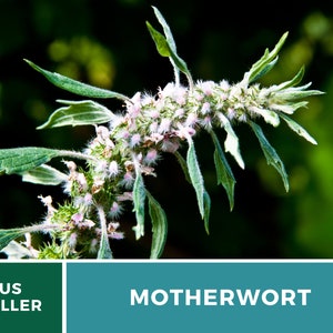 Motherwort 50 Seeds Heirloom Herb Medicinal Delicate Pink Flowers Leonurus cardiaca image 6
