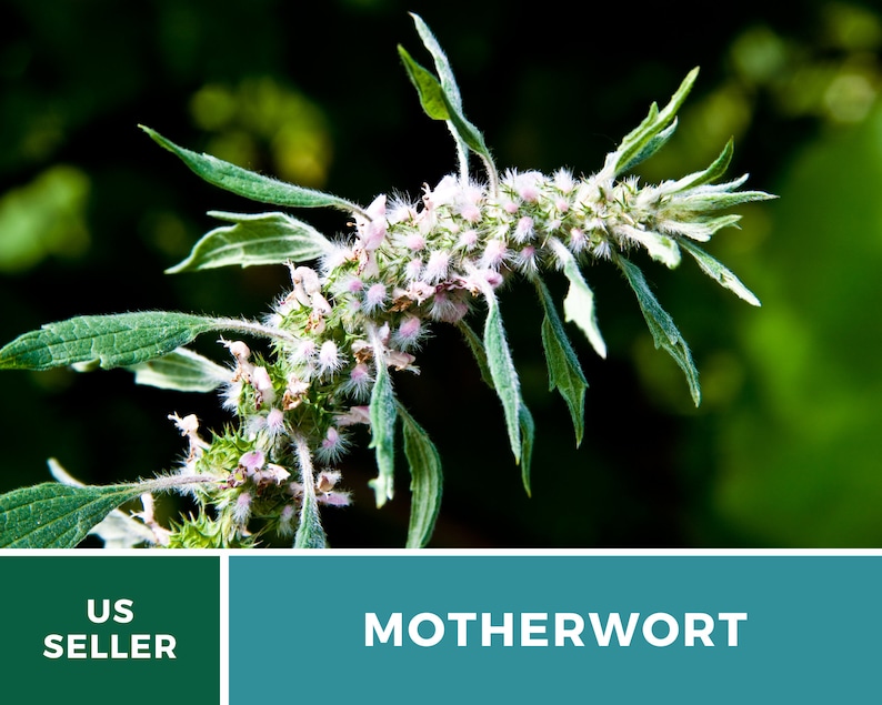 Motherwort 50 Seeds Heirloom Herb Medicinal Delicate Pink Flowers Leonurus cardiaca image 6