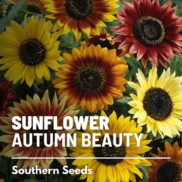 Sunflower, Autumn Beauty - 25 Seeds - Heirloom Flower, Medicinal & Culinary Plant, Warm Colored Blooms, Garden Gift (Helianthus annuus)