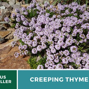 May include: A close-up of a patch of creeping thyme in bloom. The small, delicate flowers are a light purple color and are clustered together in groups. The plant is growing in a rocky area, and the background is blurred.