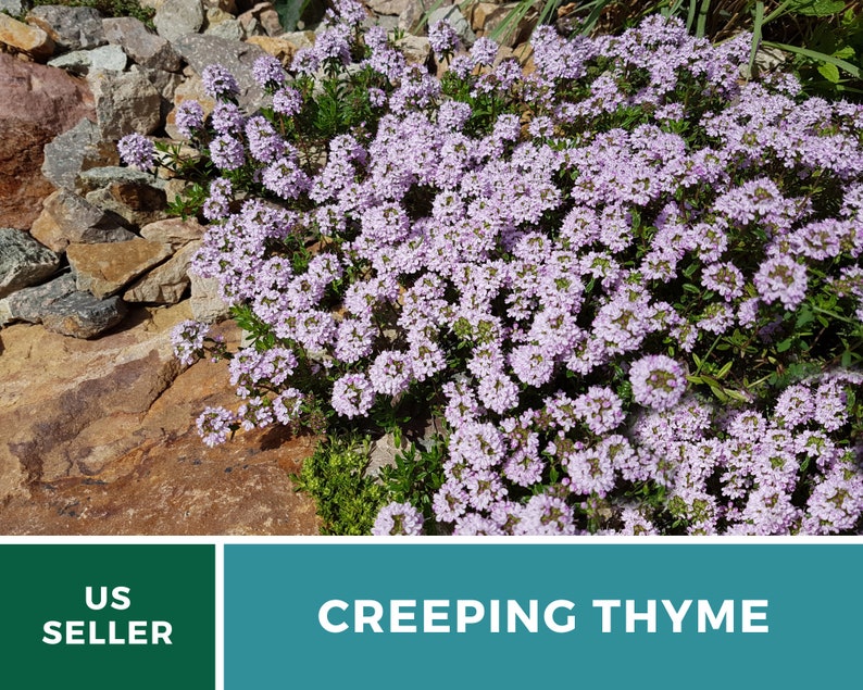 May include: A close-up of a patch of creeping thyme in bloom. The small, delicate flowers are a light purple color and are clustered together in groups. The plant is growing in a rocky area, and the background is blurred.