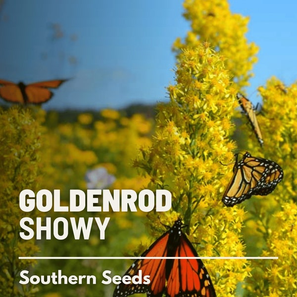 Goldenrod, Showy - 100 Seeds - Heirloom Flower - Medicinal Herb  (Solidago speciosa)
