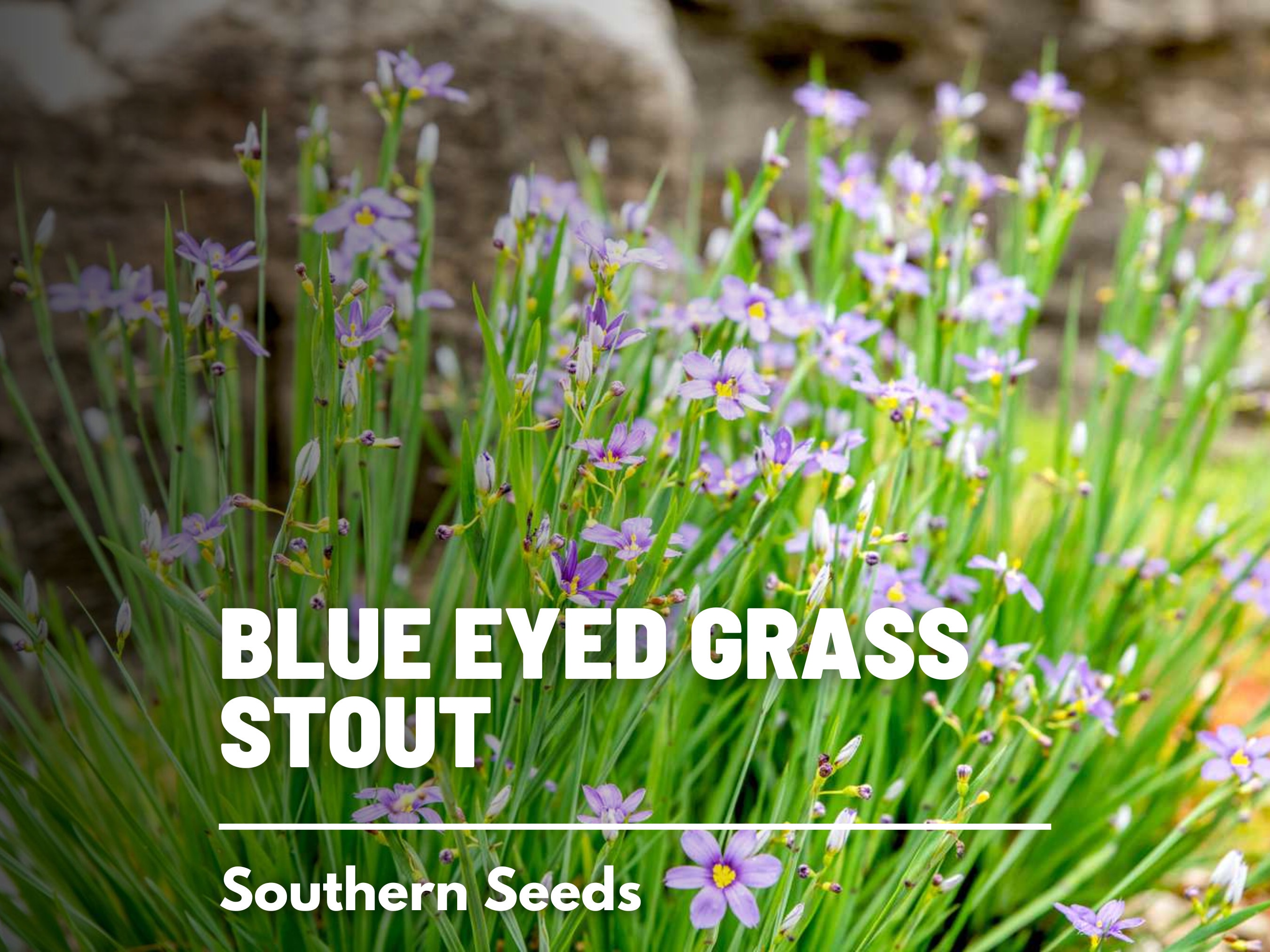 Blue Eyed Grass Seeds