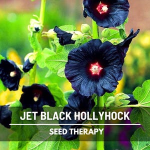 May include: Close-up of jet black hollyhock flowers with a red center, surrounded by green leaves and stems. The image includes the text "JET BLACK HOLLYHOCK" and "SEED THERAPY".