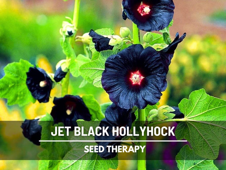 May include: Close-up of jet black hollyhock flowers with a red center, surrounded by green leaves and stems. The image includes the text "JET BLACK HOLLYHOCK" and "SEED THERAPY".