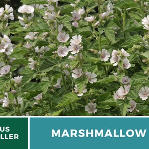 May include: A close-up of a plant with white flowers and green leaves. The plant is labeled "Marshmallow" and "US Seller".