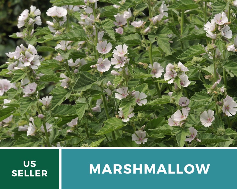 May include: A close-up of a plant with white flowers and green leaves. The plant is labeled "Marshmallow" and "US Seller".