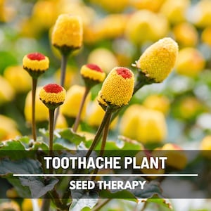 Toothache Plant Seeds – Heirloom Herb, Buzz Buttons, Electric Daisy, Acmella oleracea, Paracress, Garden Gift | 50 Seeds