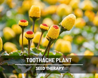 Toothache Plant Seeds – Heirloom Herb, Buzz Buttons, Electric Daisy, Acmella oleracea, Paracress, Garden Gift | 50 Seeds