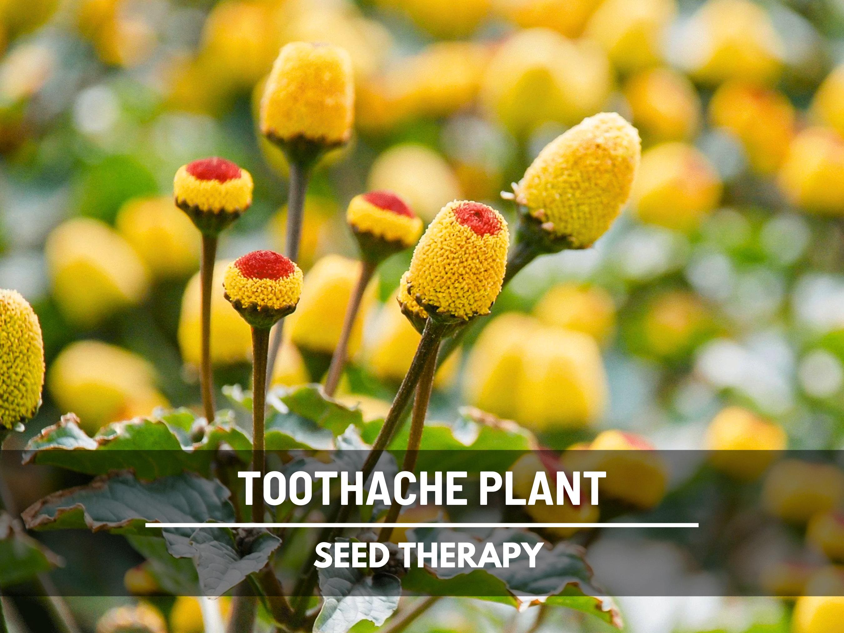 Toothache Plant Seeds  Heirloom Herb, Buzz Buttons, Electric Daisy,  Acmella Oleracea, Paracress, Garden Gift | 50 Seeds - Etsy