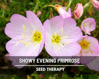 Showy Evening Primrose Seeds (Pink Ladies) – Heirloom Flower, Medicinal Herb, Easy to Grow, Pollinator Garden | 100 Seeds