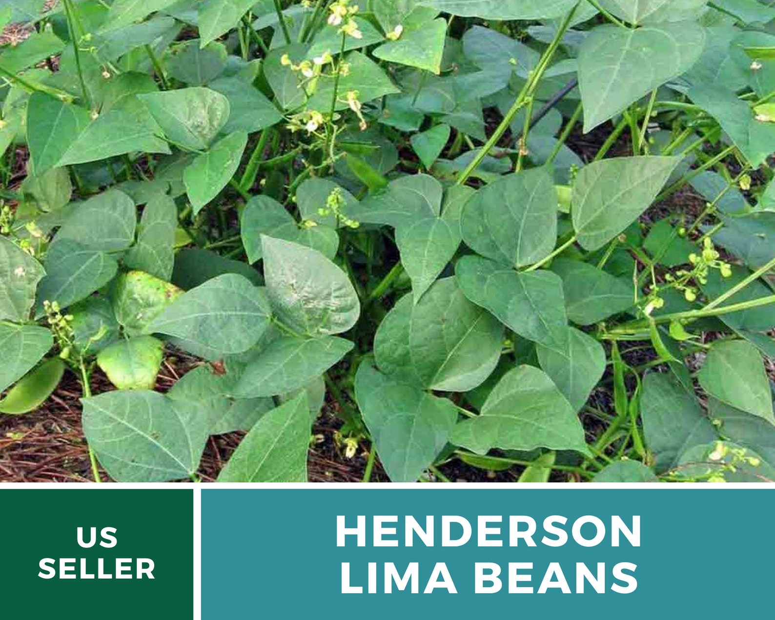 Bean Lima Henderson Butter Beans 15 Seeds Heirloom Etsy
