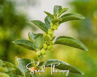 Ashwagandha Seeds – Heirloom Wellness Herb, Indian Ginseng (50 Seeds)