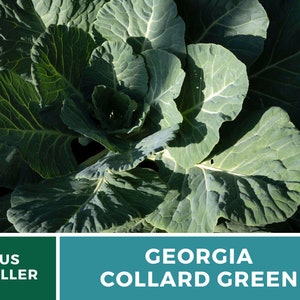 Puede incluir: Primer plano de un manojo de coles verdes de Georgia de color verde oscuro. Las hojas son grandes y frondosas, con una textura ligeramente arrugada. Vendedor de EE. UU.