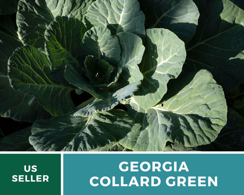 Puede incluir: Primer plano de un manojo de coles verdes de Georgia de color verde oscuro. Las hojas son grandes y frondosas, con una textura ligeramente arrugada. Vendedor de EE. UU.