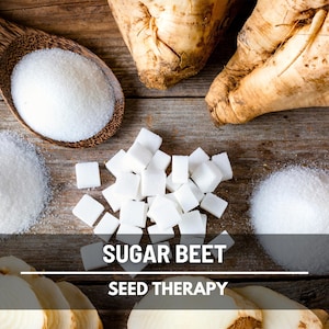 May include: Overhead shot of sugar beet products on a wooden surface. Includes granulated sugar in a wooden spoon and piles, sugar cubes, sliced beets, and whole beets. Text reads "SUGAR BEET SEED THERAPY."