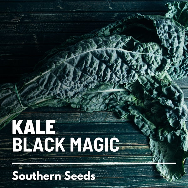 Kale, Black Magic - 250 Seeds - Heirloom Vegetable - Open Pollinated - Non-GMO (Brassica oleracea)