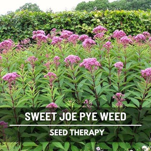 Sweet Joe Pye Weed Seeds – Heirloom, Medicinal Herb, Pollinator Friendly Native Wildflower, Tall Garden Favorite | 100 Seeds