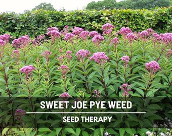 Sweet Joe Pye Weed Seeds – Heirloom, Medicinal Herb, Pollinator Friendly Native Wildflower, Tall Garden Favorite | 100 Seeds