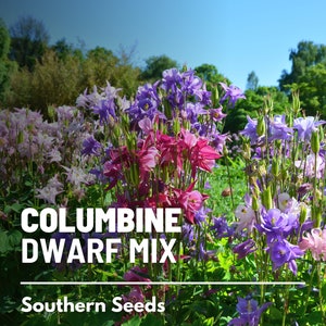 Columbine, Dwarf Mix - 100 Seeds - Heirloom Flower - Dwarf Variety (Aquilegia vulgaris)