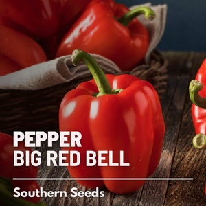 Pepper, Big Red Sweet Bell seeds - Heirloom Vegetable (Capsicum annuum) - Large and Sweet - Perfect for Stuffing, Grilling, and Fresh Eating