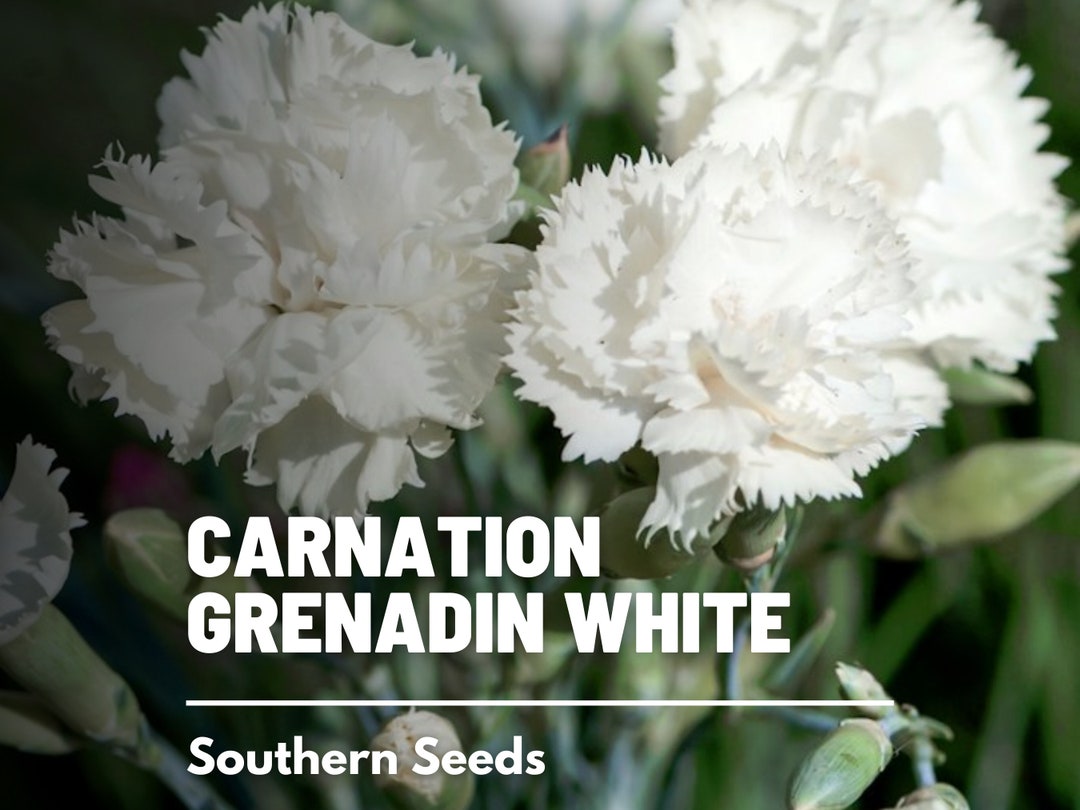 Carnation, Grenadin White 25 Seeds Heirloom Flower Pure White Blooms