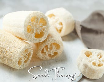 May include: A collection of cylindrical, beige, fibrous loofah sponges with a porous, natural texture. The sponges are arranged in various lengths and cross-sections, displaying an intricate internal structure. The text Seed Therapy is visible.