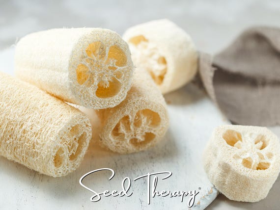 Luffa Gourd Seeds – Heirloom, Versatile & Natural Sponge Gourd, Easy to Grow Vegetable, Garden Favorite | 15 Seeds