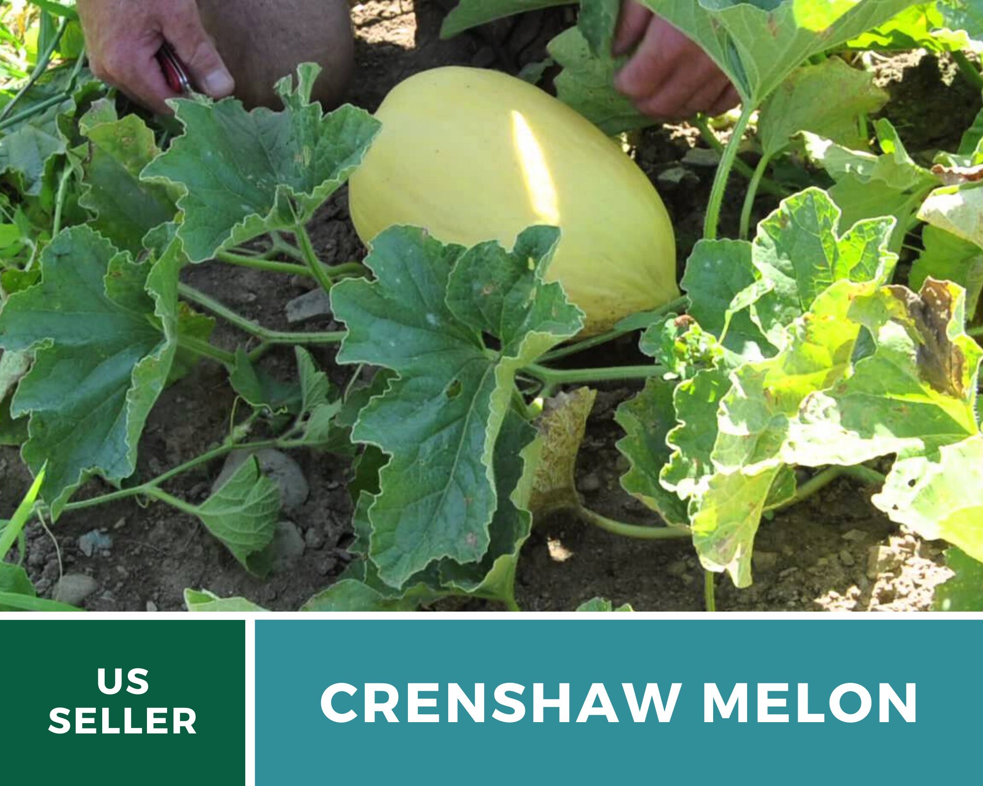 Melon Crenshaw 20 Seeds Heirloom Open Pollinated GMO Etsy