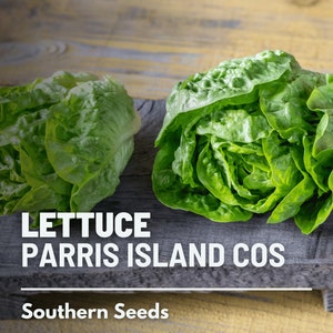 Lettuce, Parris Island Cos (Romaine) - 500 Seeds - Heirloom Vegetable - Open Pollinated - Non-GMO (Lactuca sativa)